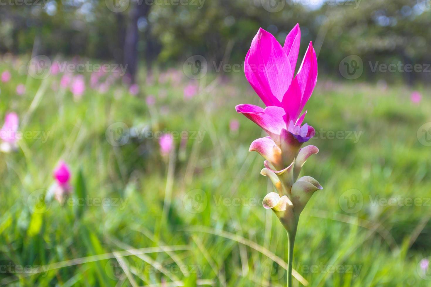 besök skönheten i siam tulpanblommor under regnperioden, månaden juli till september varje år. tillgänglig på chaiyaphum, thailand. foto