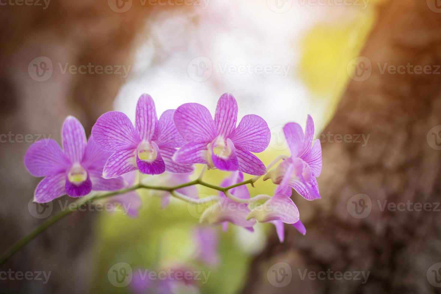 orkidéer, orkidéer lila, orkidéer lila anses vara drottningen av blommor i thailand foto