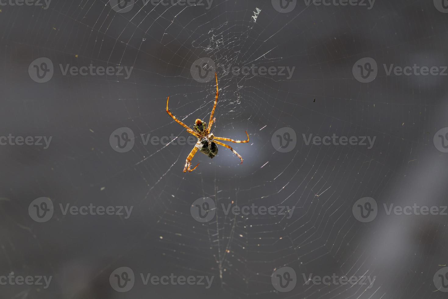 gul-svart spindel som äter en insekt foto