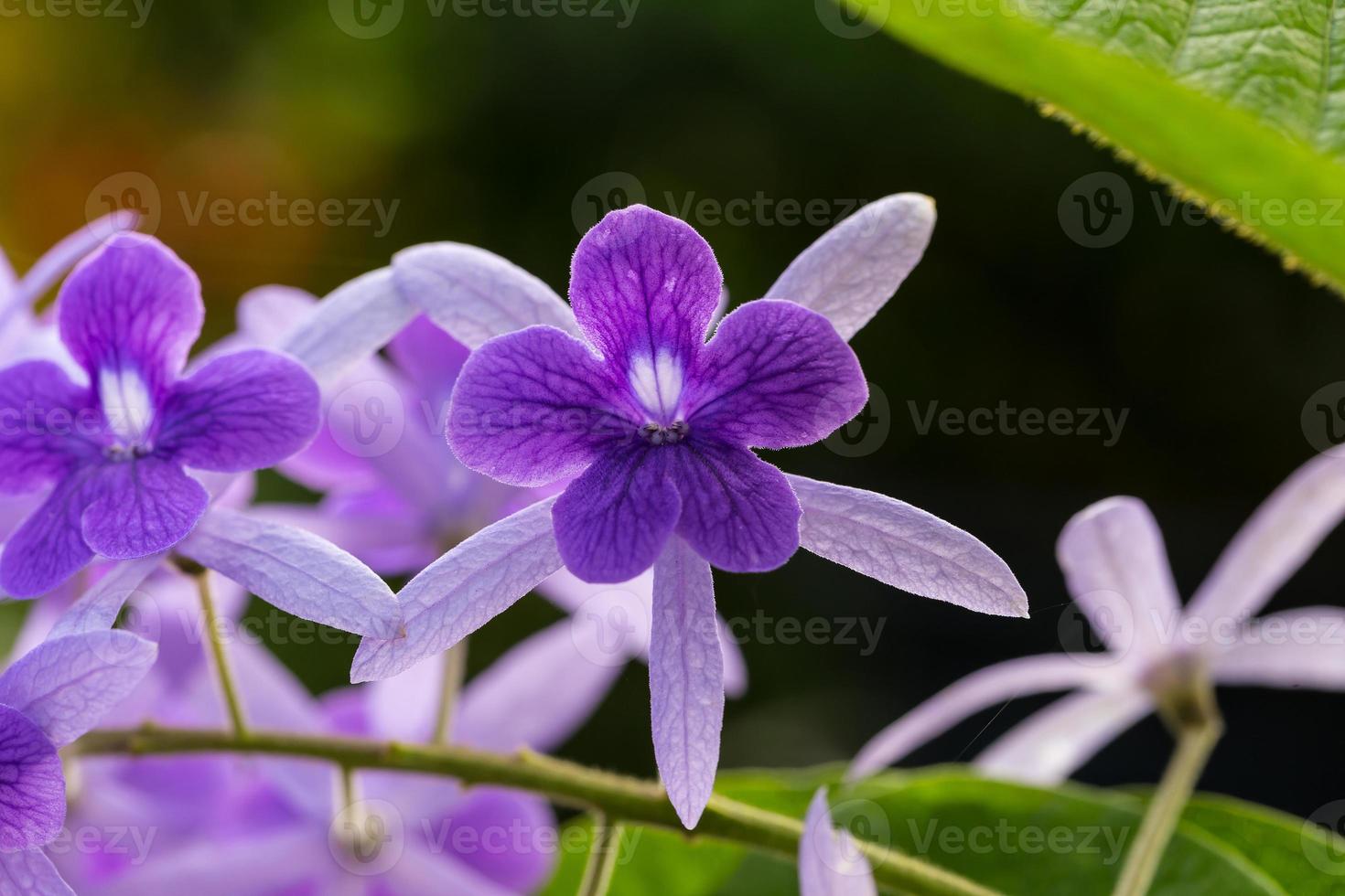 petrea racemosa, lila krans eller sandpappersvinblomma foto