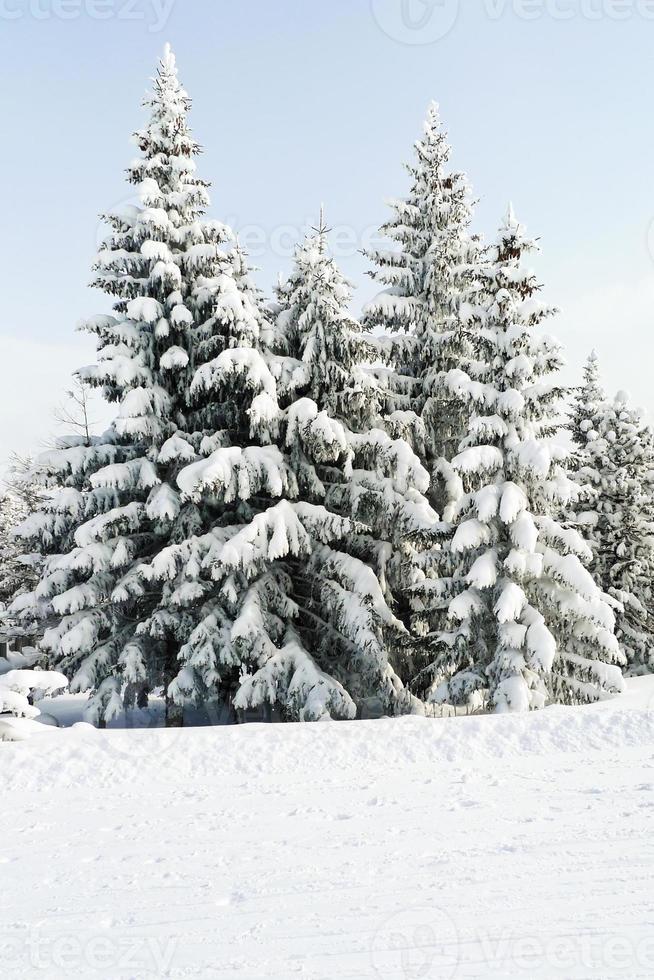 snöbundna granträd i området via lattea, Italien foto
