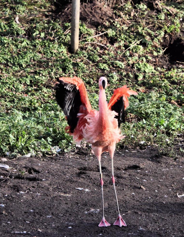 utsikt över en flamingo foto