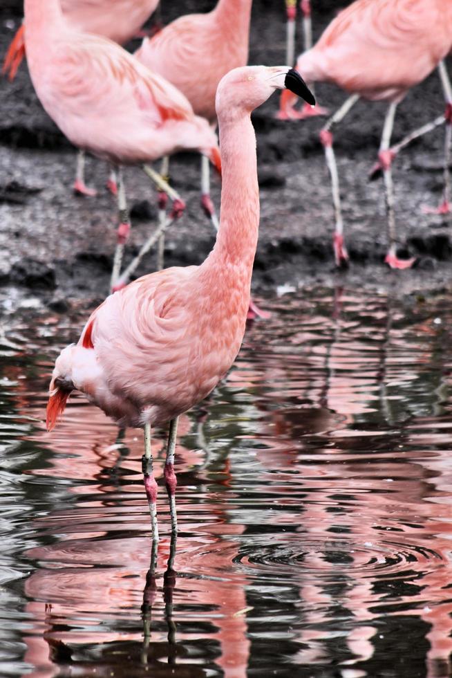 utsikt över en flamingo foto
