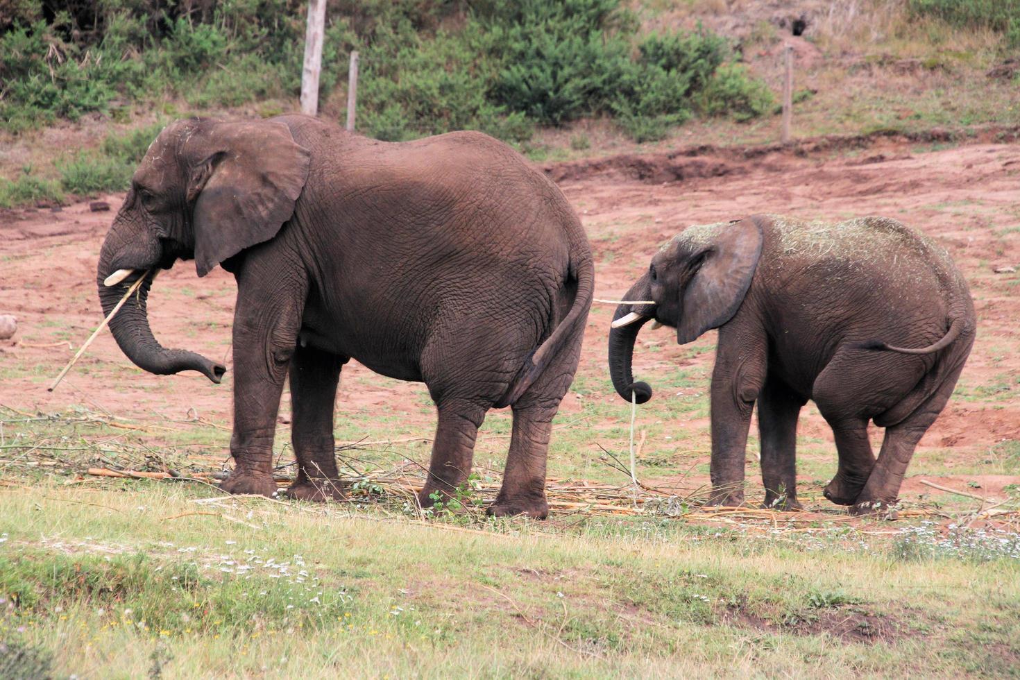 en närbild på en elefant foto