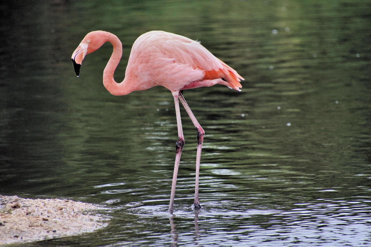 en vy av en flamingo i vattnet foto