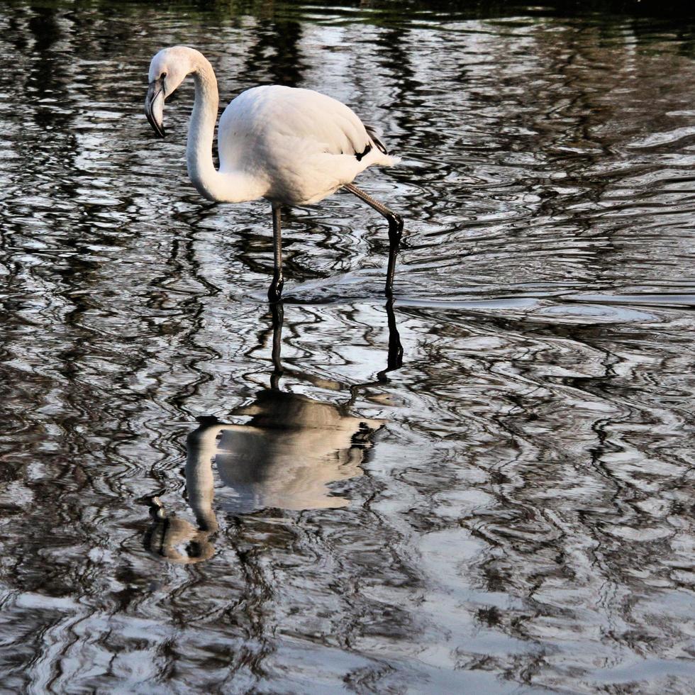 utsikt över en flamingo foto