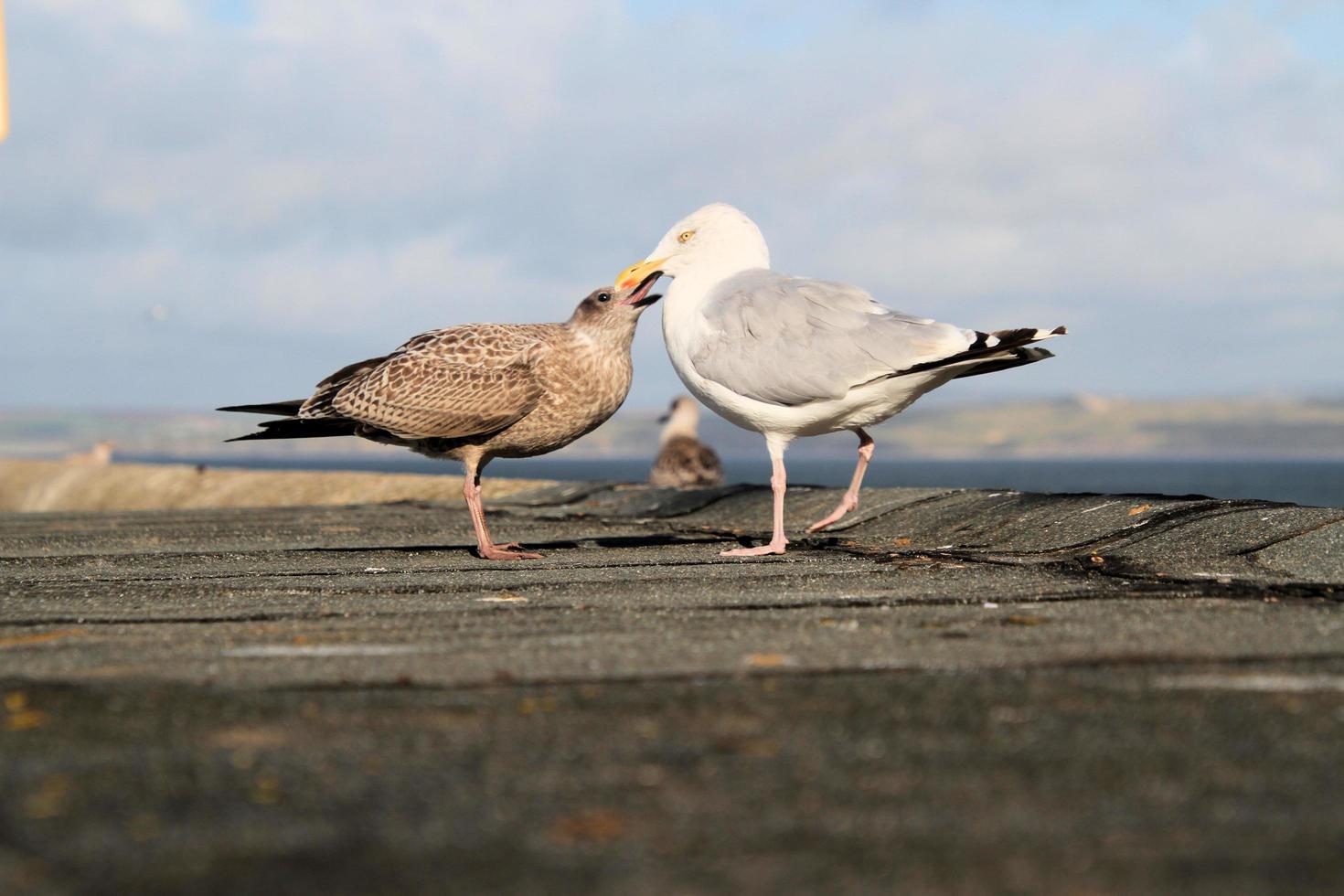 utsikt över en fiskmås nära havet foto