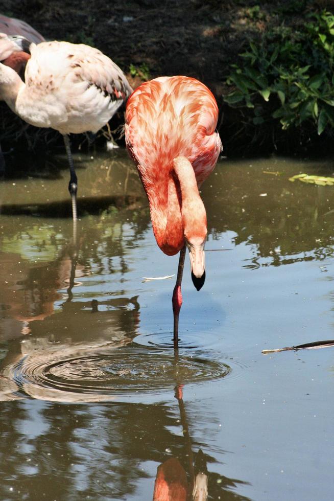 en vy av en flamingo i vattnet foto