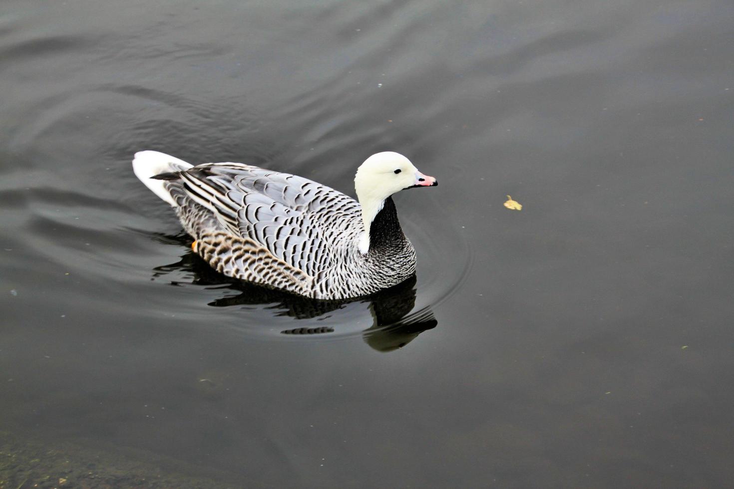 en närbild av en kejsargås foto