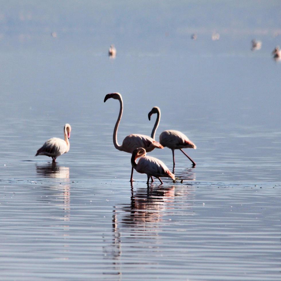 en vy av en flamingo i vattnet foto