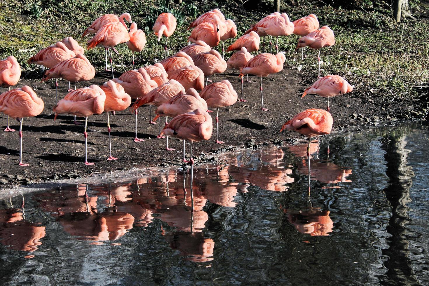 en vy av en flamingo i vattnet foto