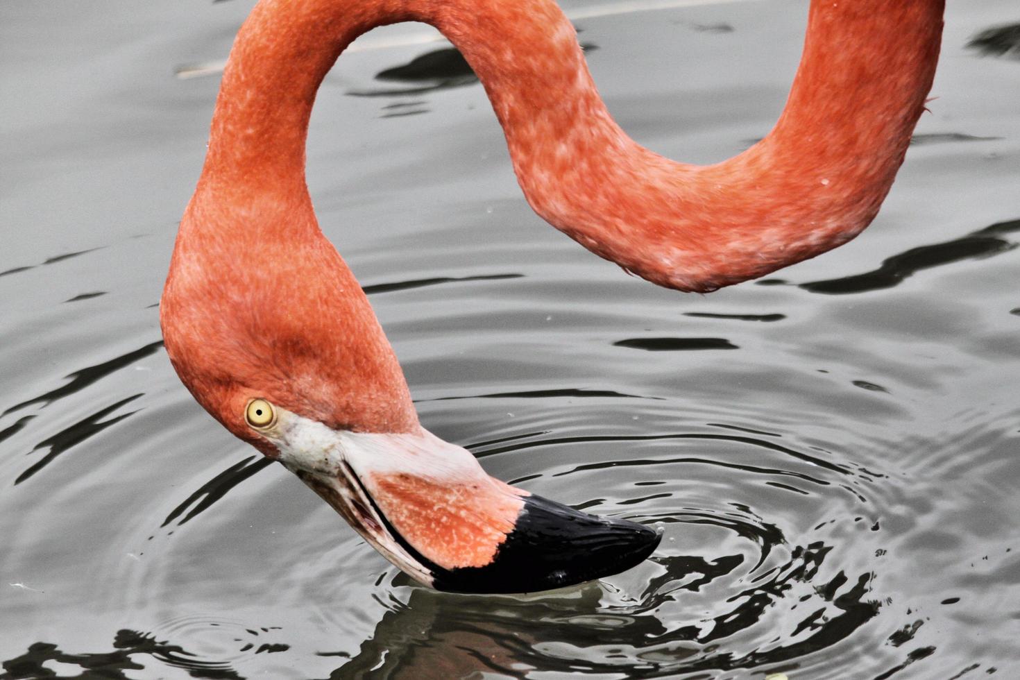 utsikt över en flamingo foto