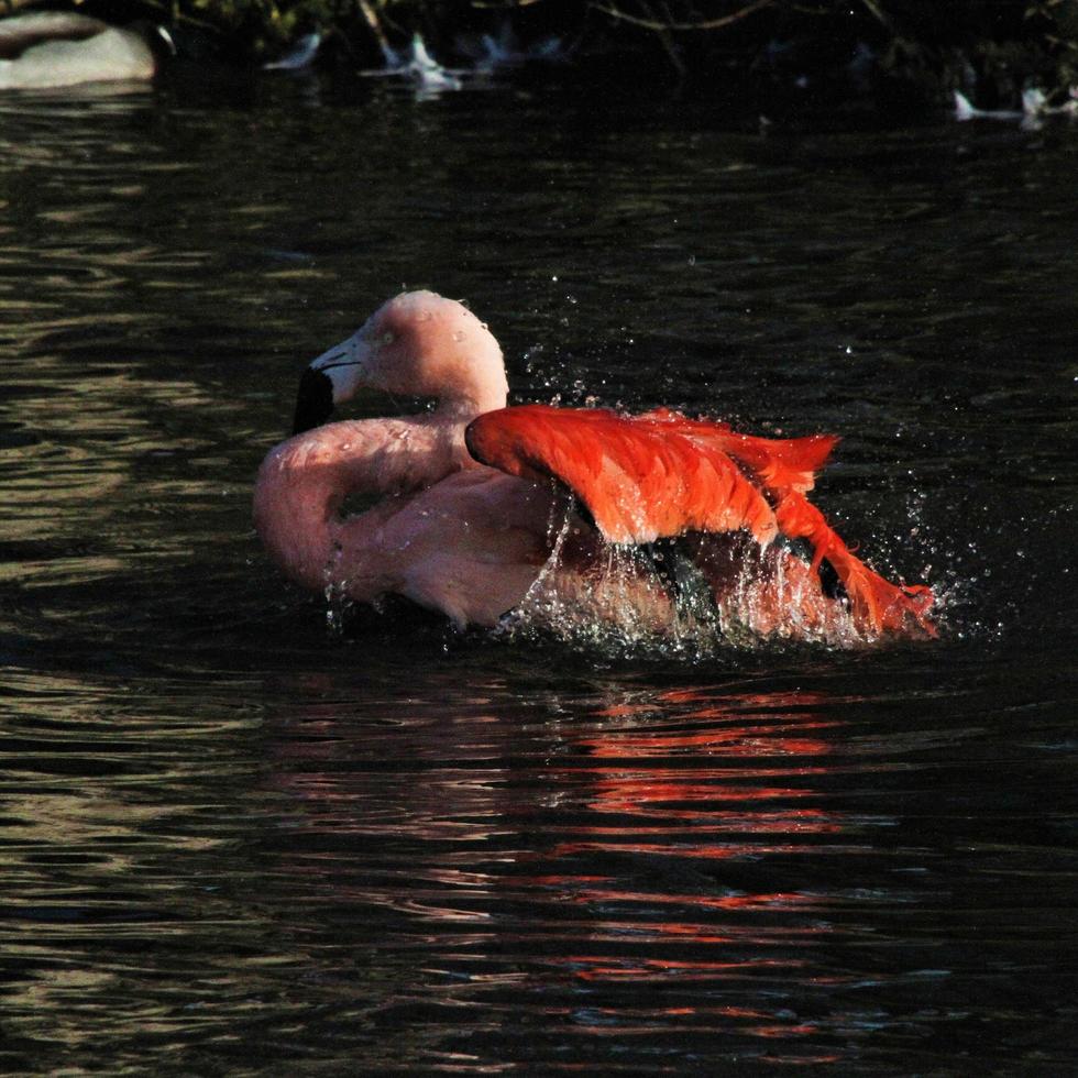 en vy av en flamingo i vattnet foto
