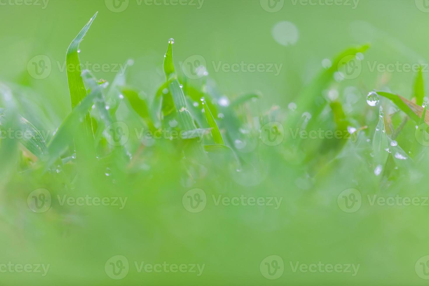 färskt grönt gräs med vattendroppar foto