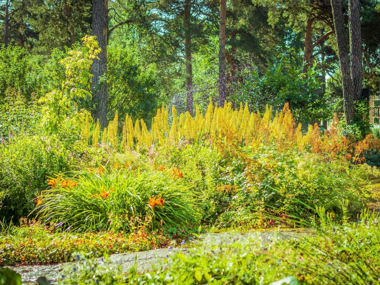 landskapsdesign, vacker park med blommor och barrträd, kotka, park isopuisto, finland. foto