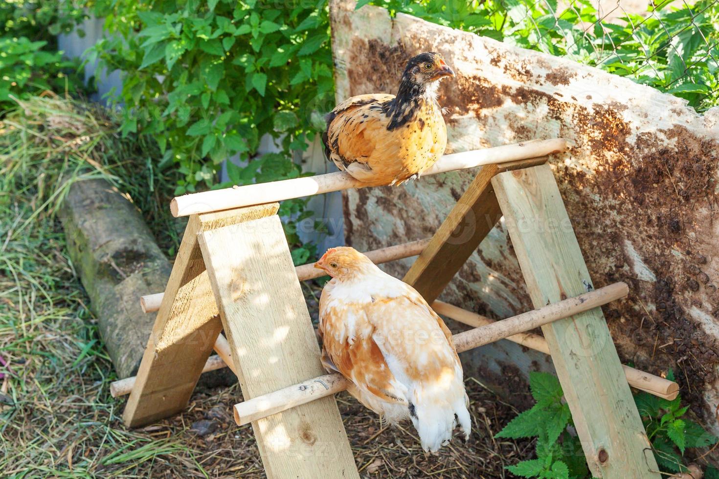 frigående kyckling på ekologisk djurgård som fritt betar på gården på ranchbakgrund. hönshöns betar på naturlig ekogård. modern djurhållning och ekologiskt jordbruk. djurrättskoncept. foto