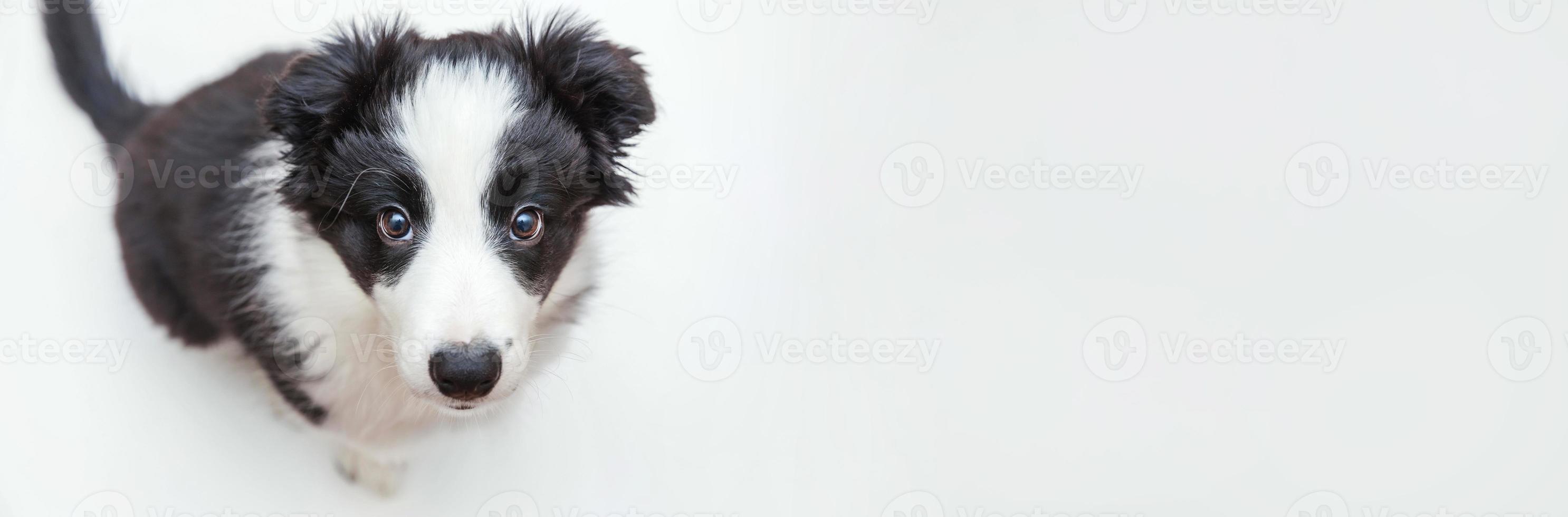 rolig studio porträtt av söt leende hundvalp border collie isolerad på vit bakgrund. husdjursvård och djurkoncept. baner foto