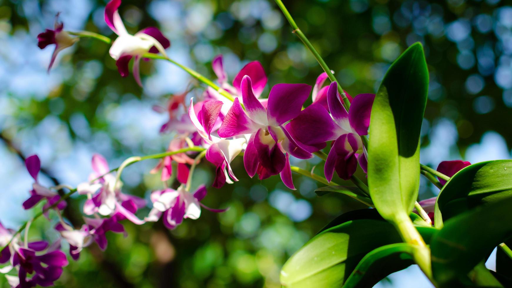 vacker gren av blommande lila orkidéblomma med selektivt fokus på bokehbakgrunden. foto