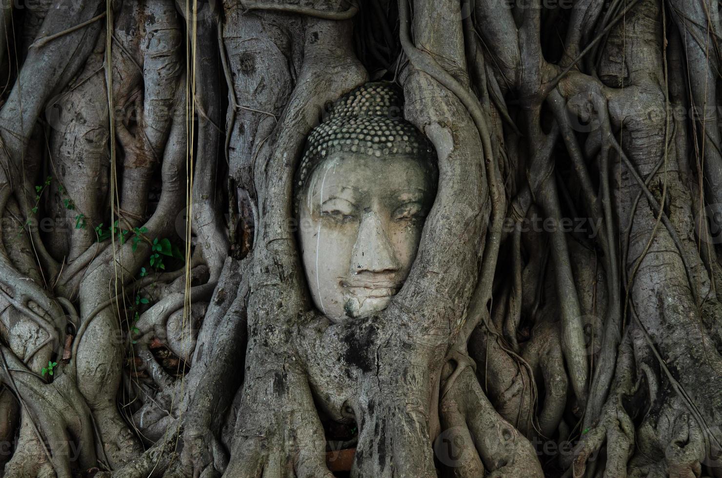 huvudet på en gammal buddhastaty är den täckt med trädrötter som håller i många år. berömd turistattraktion i ayutthaya, thailand. foto