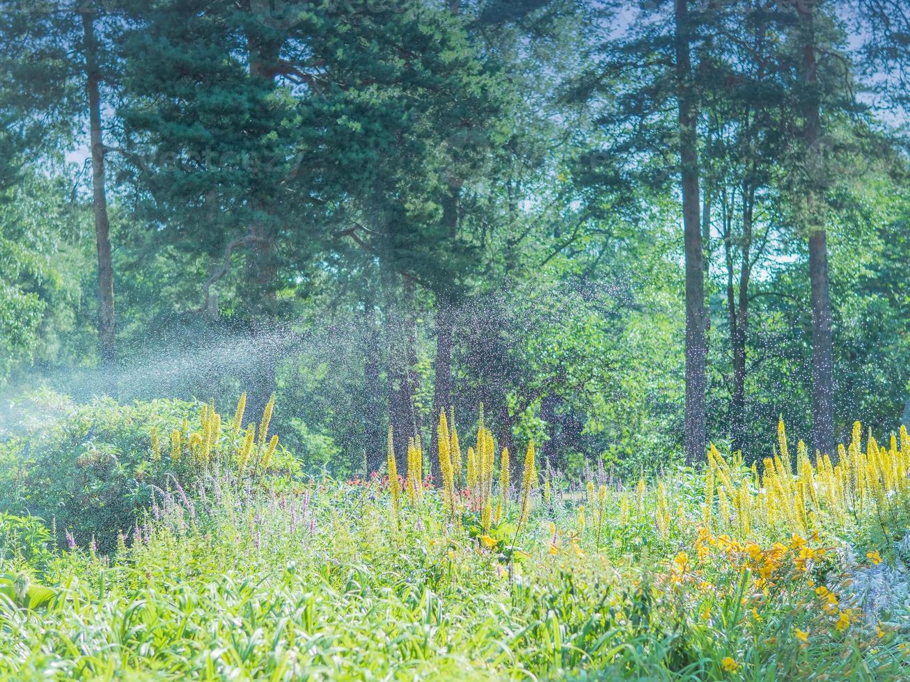 landskapsdesign, vacker park med blommor och barrträd, kotka, park isopuisto, finland. foto