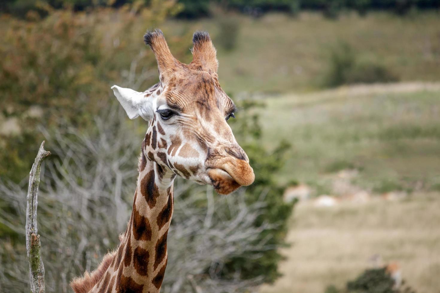 port lympne, kent, Storbritannien, 2014. porträtt av en giraff foto