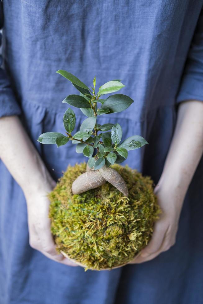 kokedama med bonsaiträd eller suckulentträd i händerna på kvinnliga närbild foto