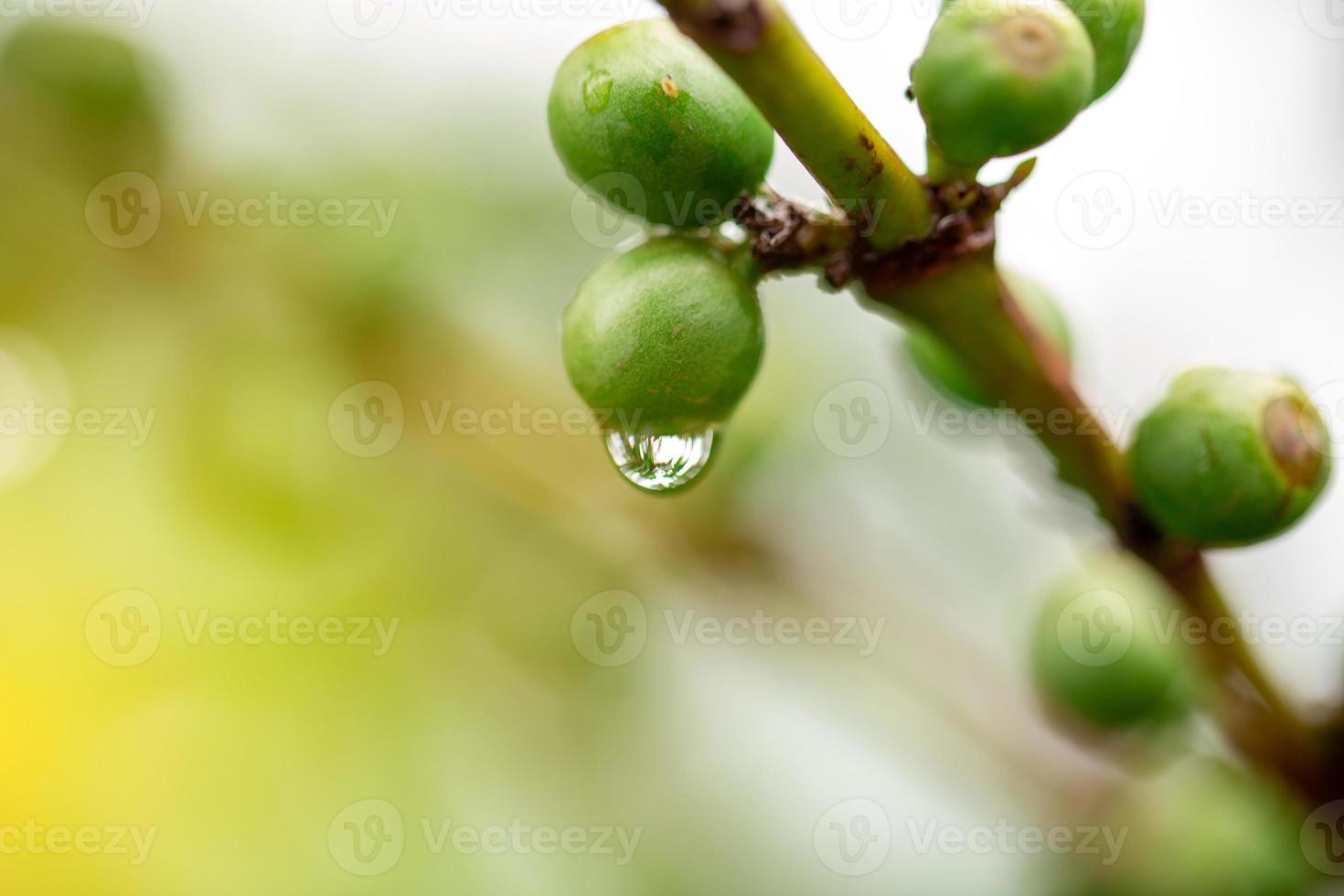 kaffekörsbär. kaffebönor på kaffeträd, gren av ett kaffeträd med mogna frukter med dagg. konceptbild. foto