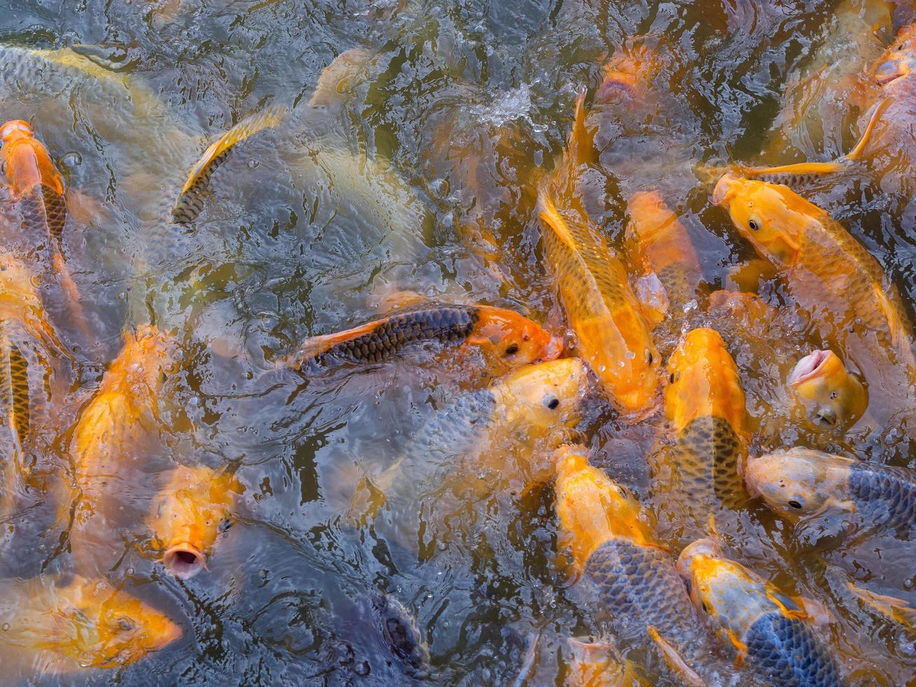 tilapia fisk som simmar och väntar på mat i dammen foto