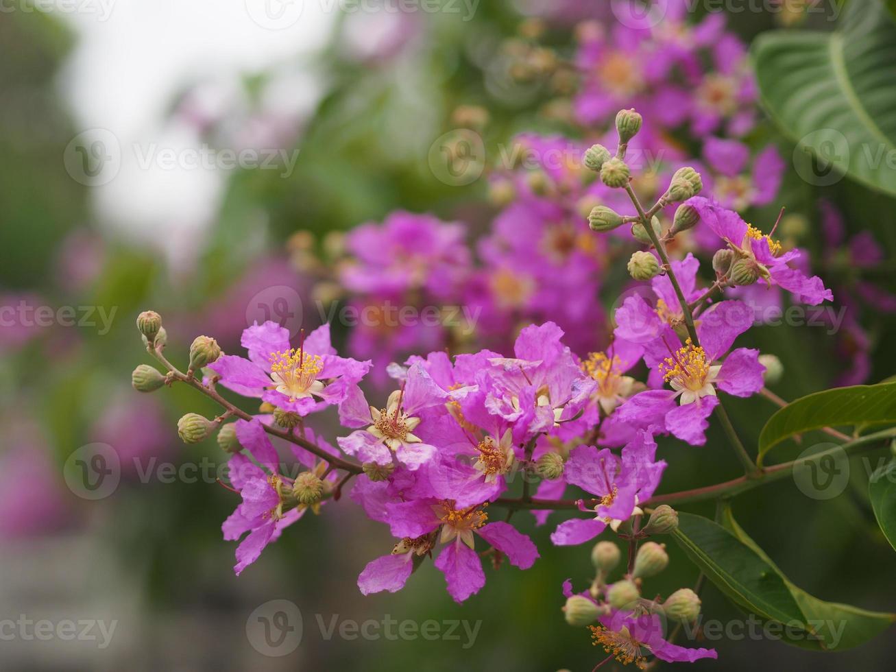 bungor, lagerstroemia floribunda jack ex blume violett blomma träd i trädgård natur bakgrund foto