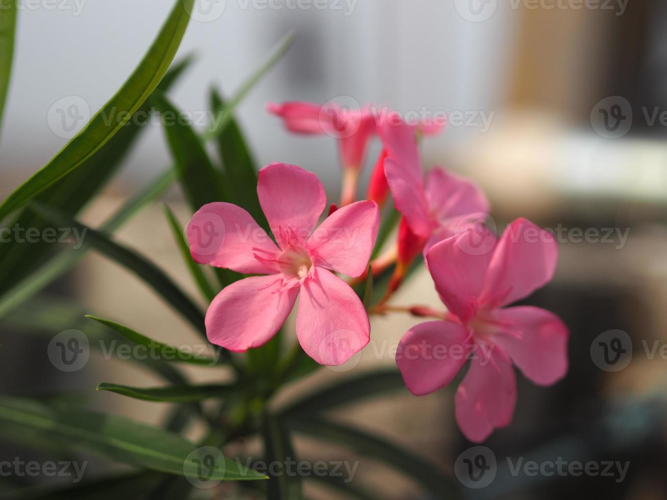 söt oleander, rose bay, nerium oleander namn rosa blomträd i trädgården på suddig naturbakgrund, bladen är enkla ovala, spetsen och basen av den spetsiga släta inte tjock hård foto