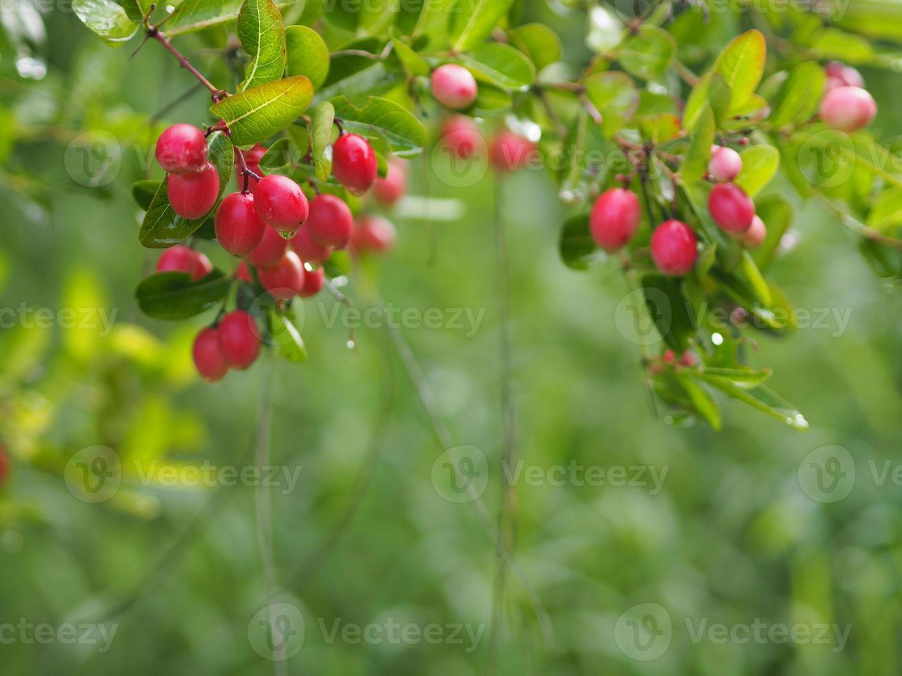 karonda frukt, carissa carandas l. karanda carunda christ thorn, apocynaceae träd som blommar i trädgården på suddig naturbakgrund foto