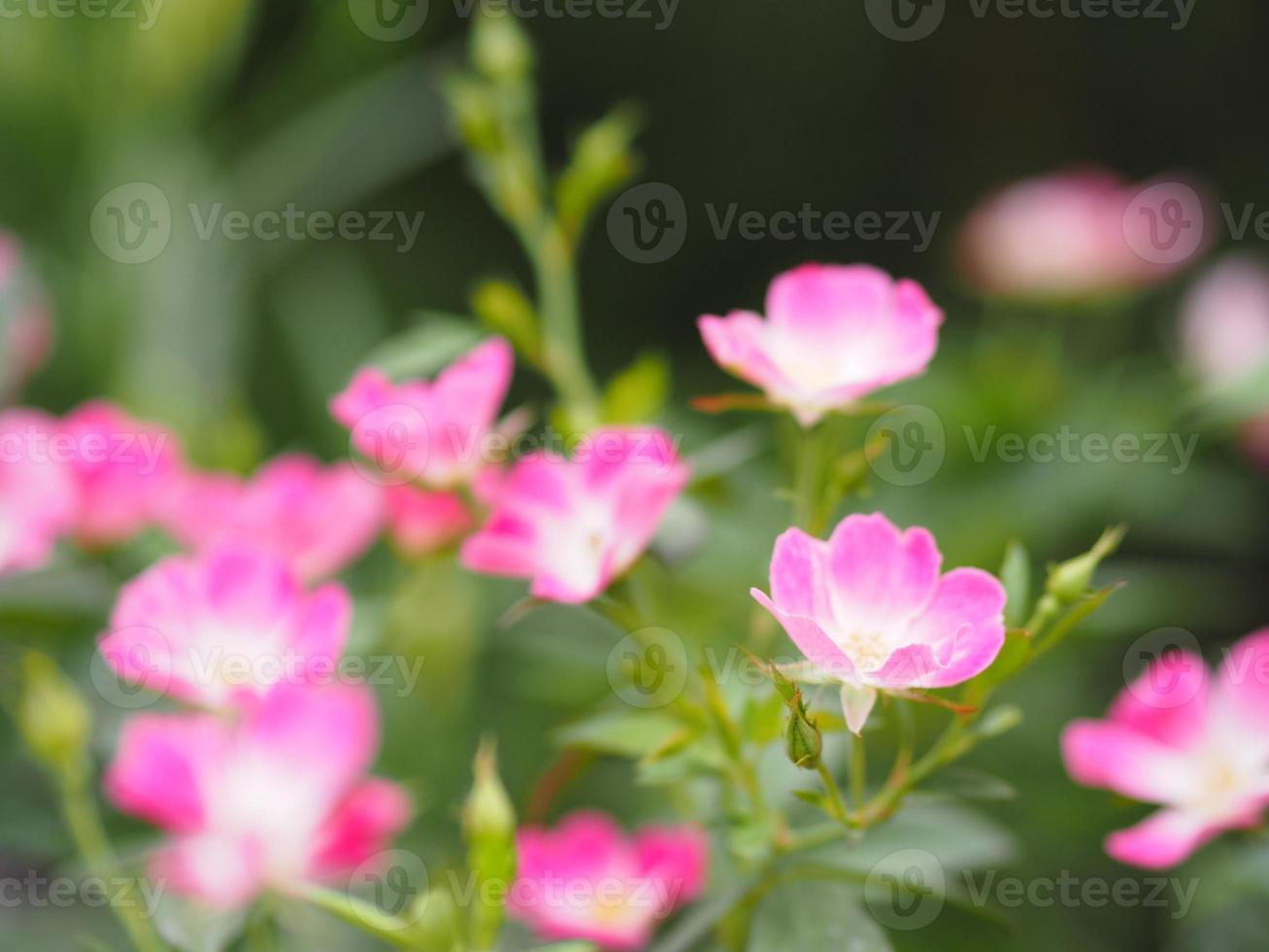 rosa ros blomma blommar i trädgården suddig natur bakgrund foto