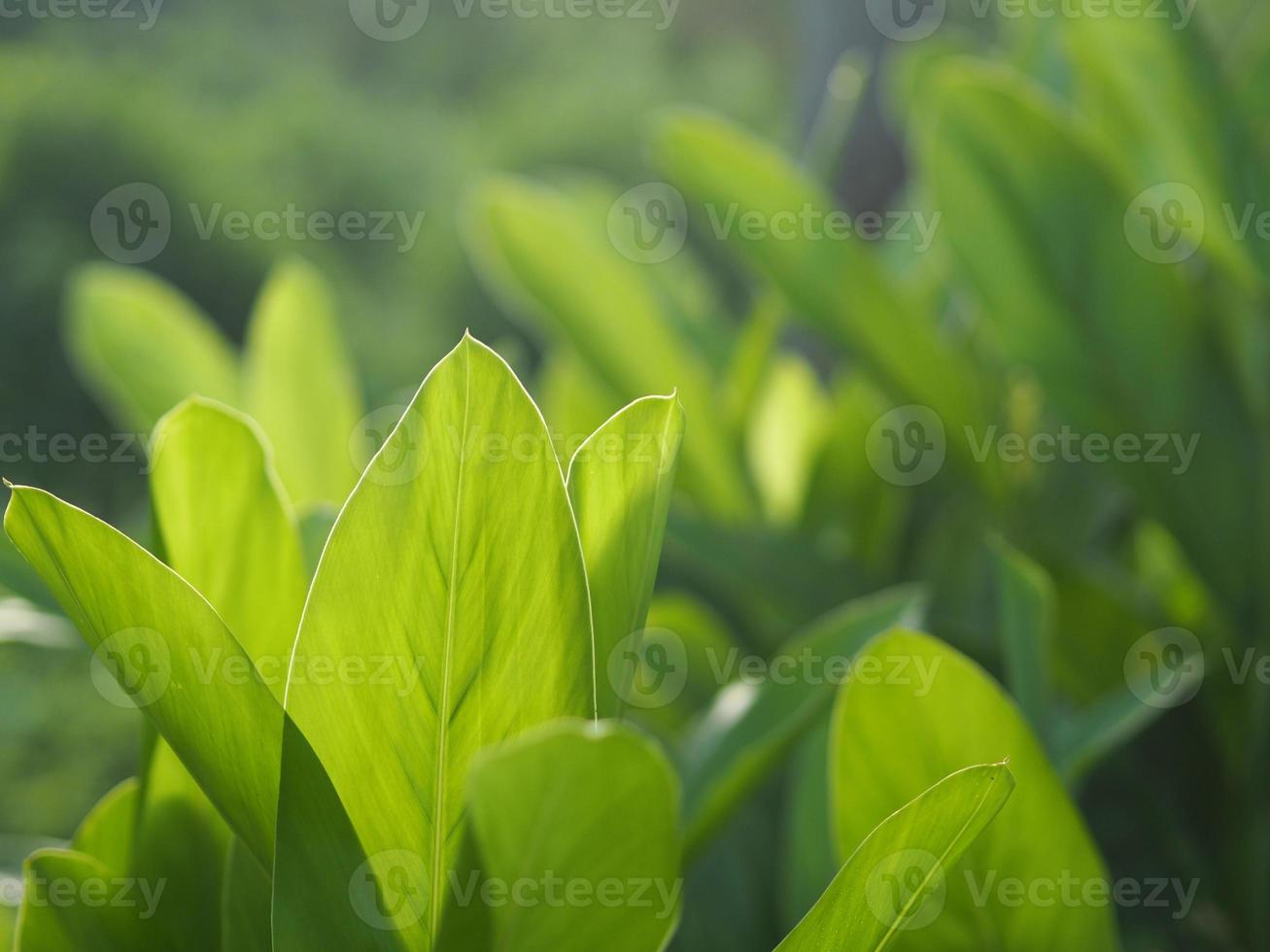 närbild naturvy av gröna blad i trädgården på sommaren under solljus. naturliga gröna växter landskap med som bakgrund eller tapet. foto