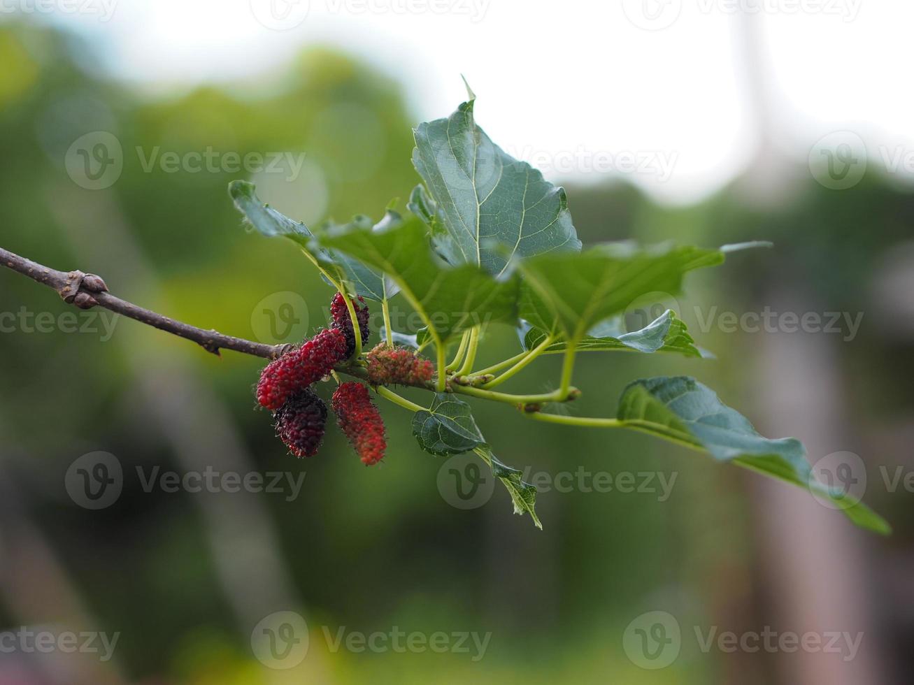 mullbärsfrukt som blommar på träd i trädgården på suddig naturbakgrund foto