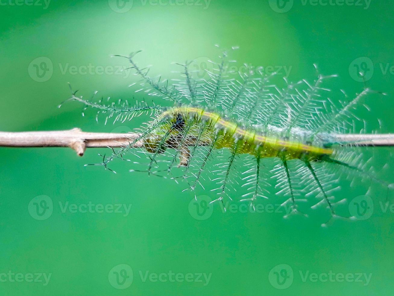 gröna larver på gräs blommor och naturlig bakgrund foto