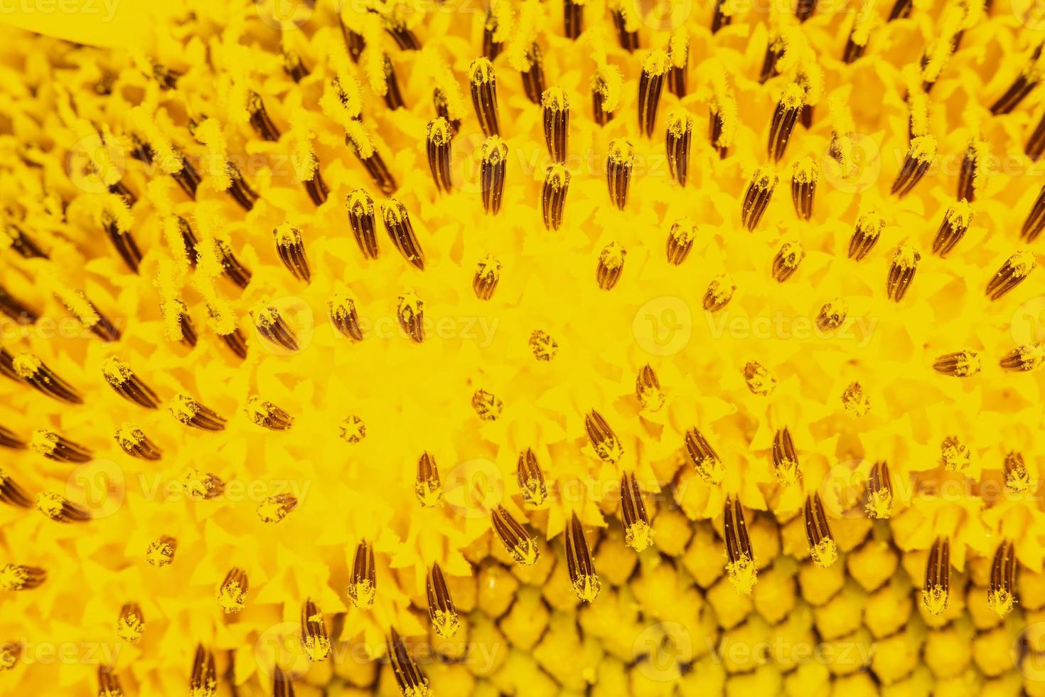 närbild ett bi på solros. foto