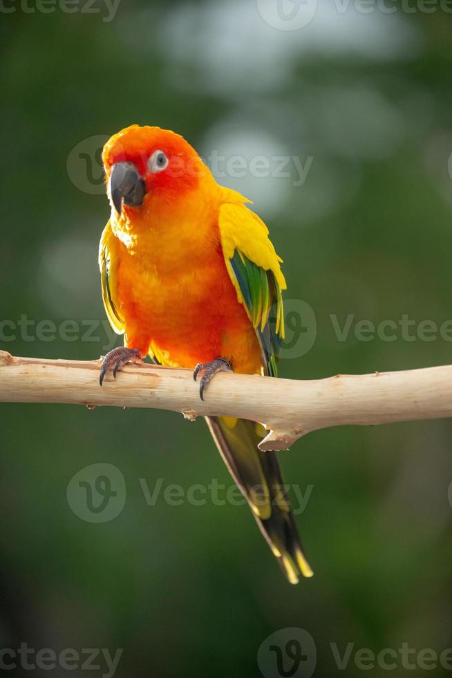 sun conure papegoja som sitter på grenen i thailand. foto