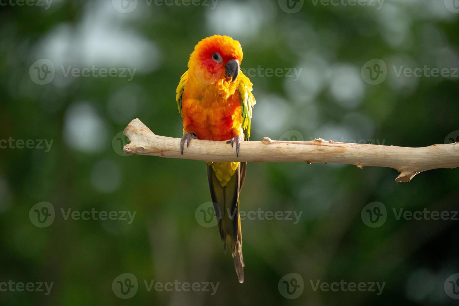 sun conure papegoja som sitter på grenen i thailand. foto