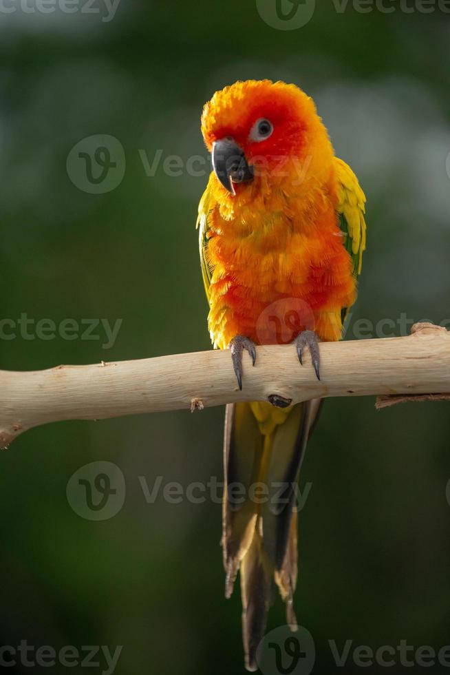 sun conure papegoja som sitter på grenen i thailand. foto