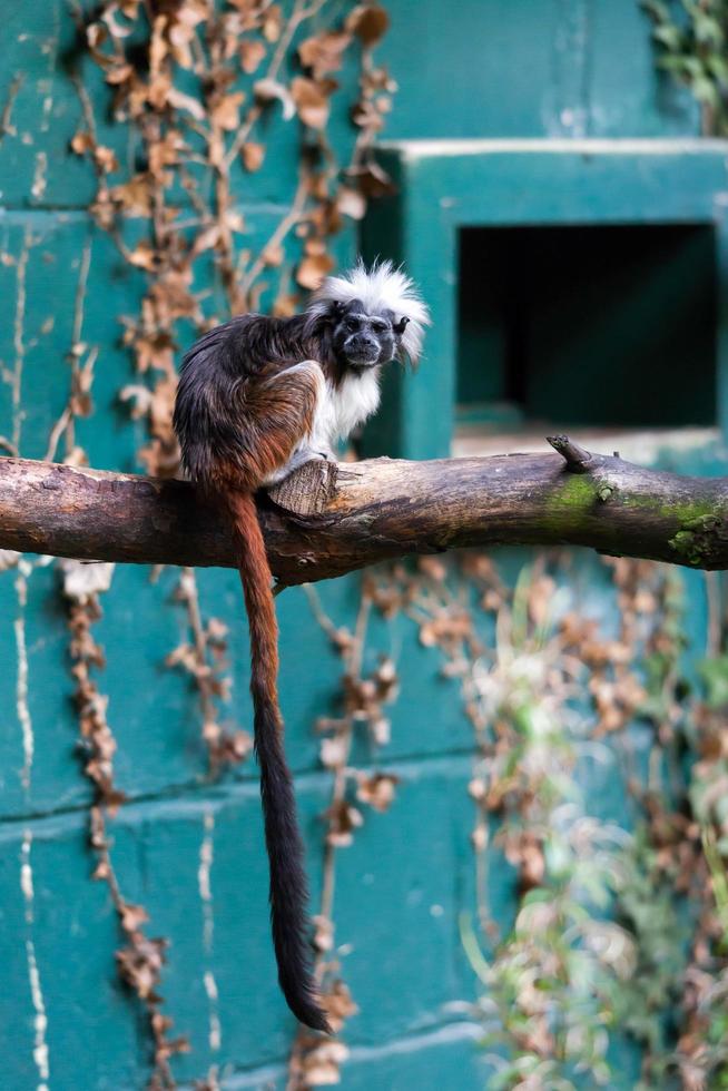 colwyn bay, conwy, wales, Storbritannien, 2012. tamarin med bomullstopp vilande på en gren foto