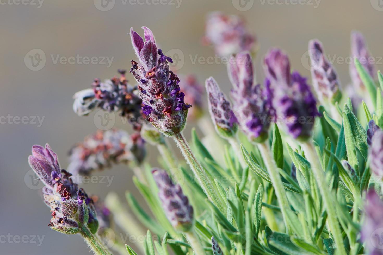 spansk fransk lavendel, lavandula stoechas, lila viol maj trädgårdsväxt, närbild foto