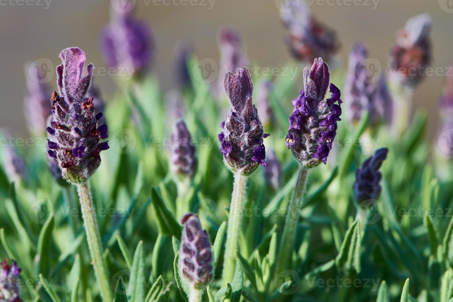 spansk fransk lavendel, lavandula stoechas, lila viol maj trädgårdsväxt, närbild foto