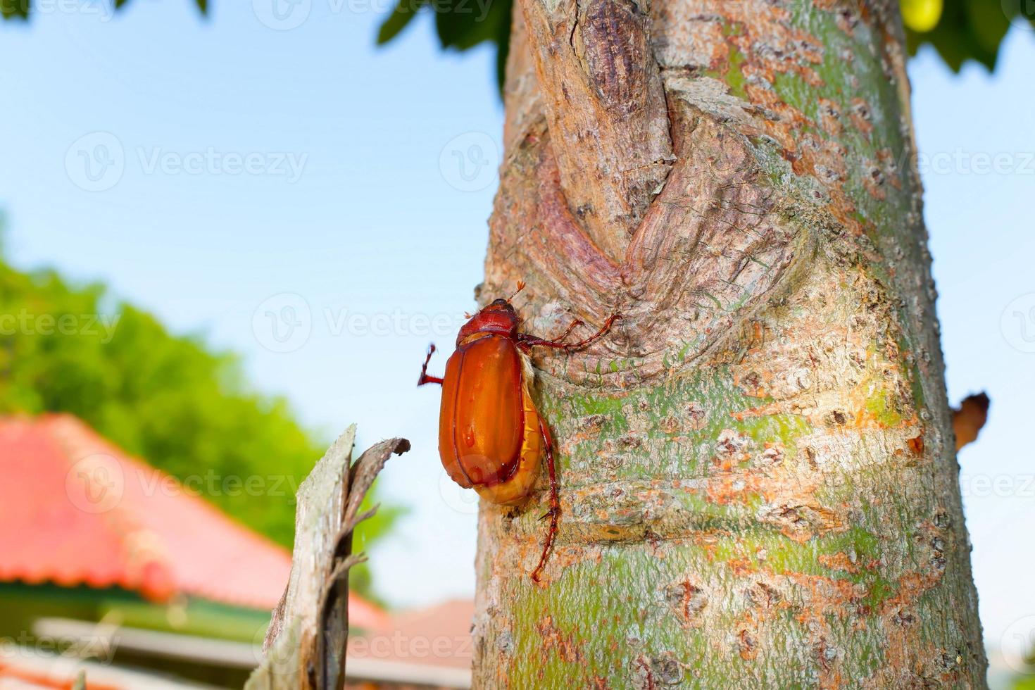 vanlig cockchafer, melolontha melolontha på trädet. foto