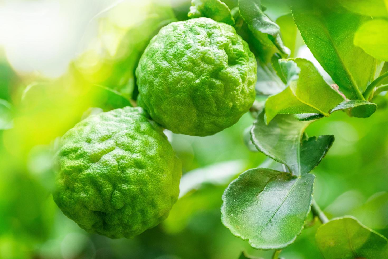 färsk grön bergamott frukt hängande från gren. bergamottträdgård och hälsosam matkoncept, grupp bergamott, makro foto