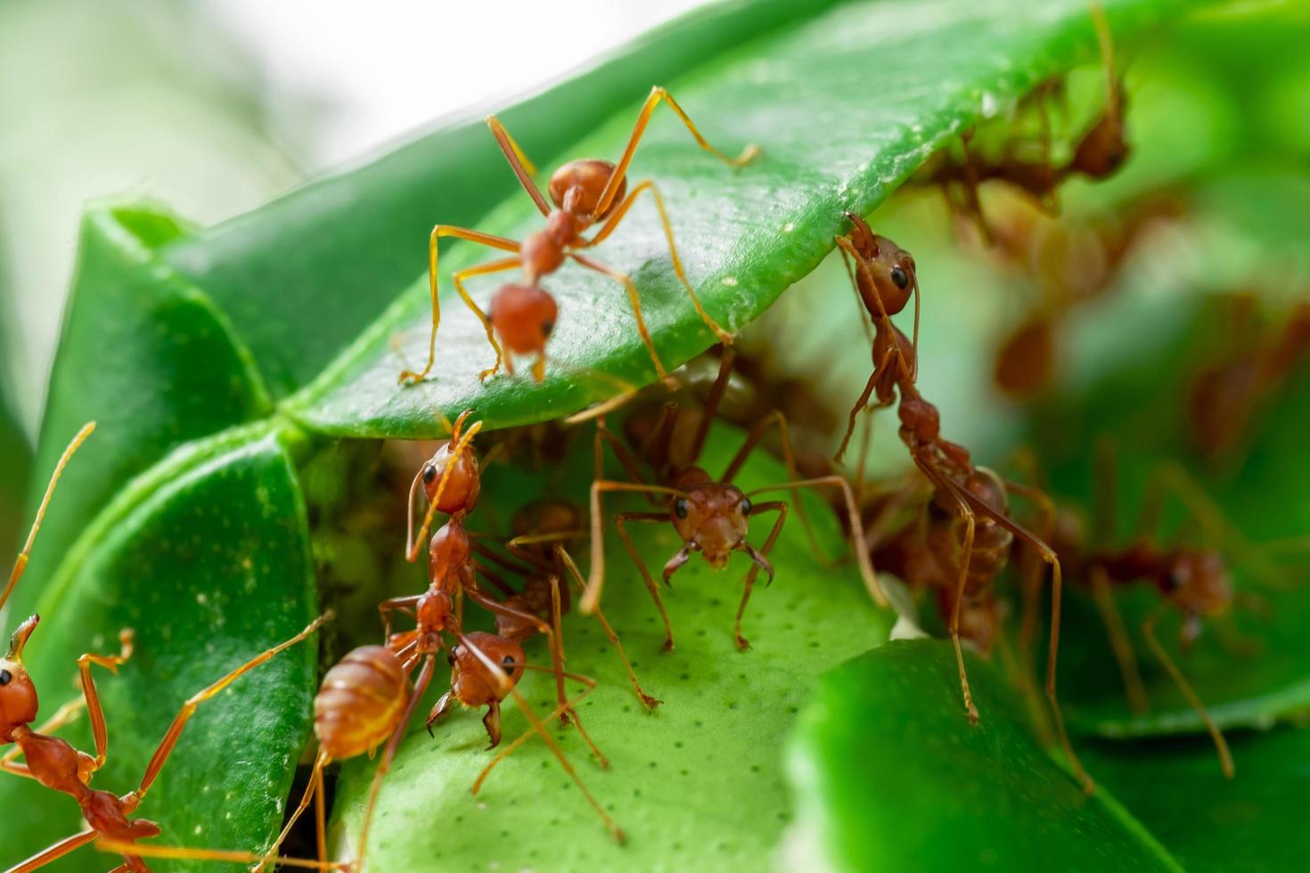 röd myra, myraktionsteam arbetar för att bygga ett bo, myra på gröna blad i trädgården bland gröna löv oskarpa bakgrund, selektiv ögonfokus och svart bakgrund, makro foto
