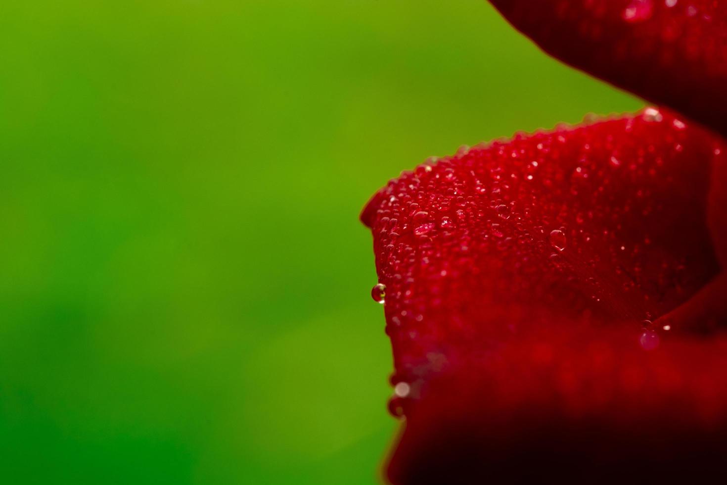 röd rosblomma, chiang mai-ros, bland gröna blad oskarpa bakgrund, selektivt fokus vattendroppepunkt på kronblad och oskärpa runt, makroros foto
