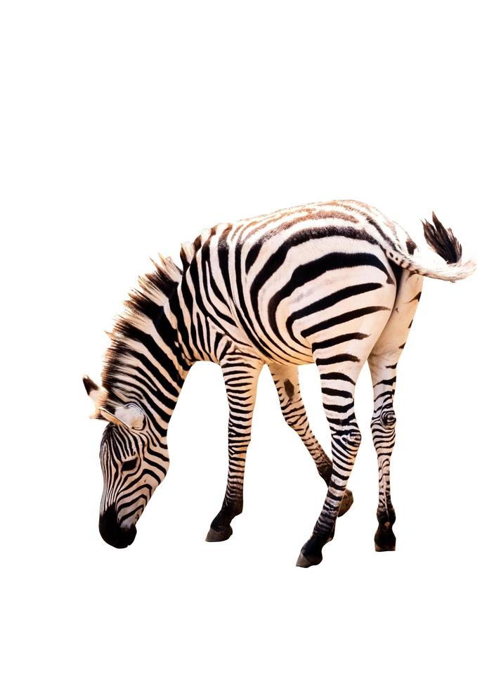 zebra isolerad på vit bakgrund med urklippsbana foto