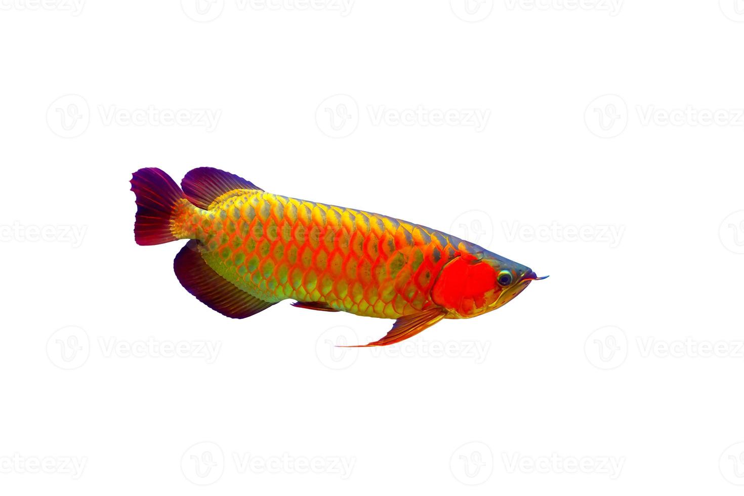 vacker asiatisk arowana fisk isolera på vit bakgrund. foto