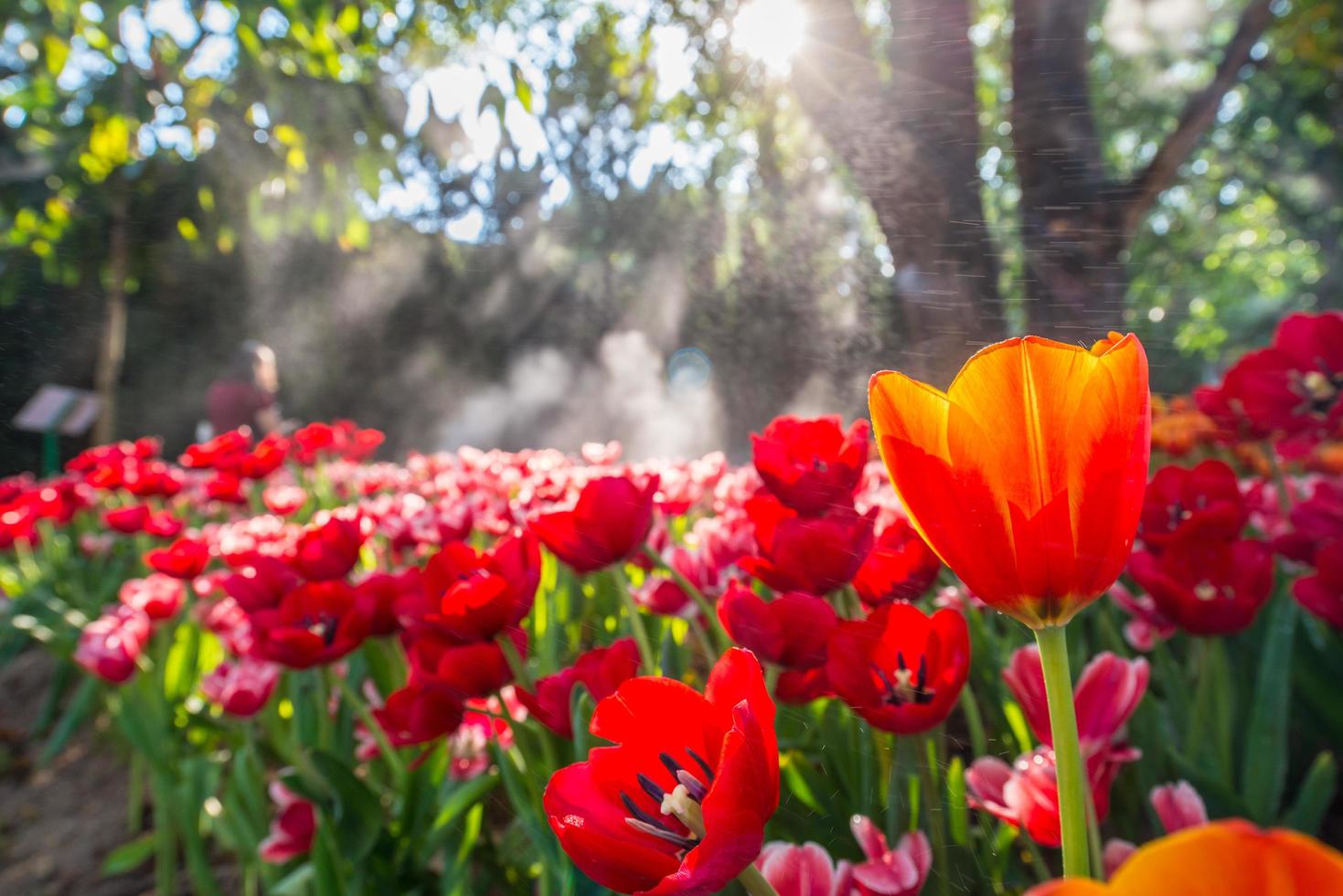 fältet för tulpanblommor i trädgården med morgonsol. foto