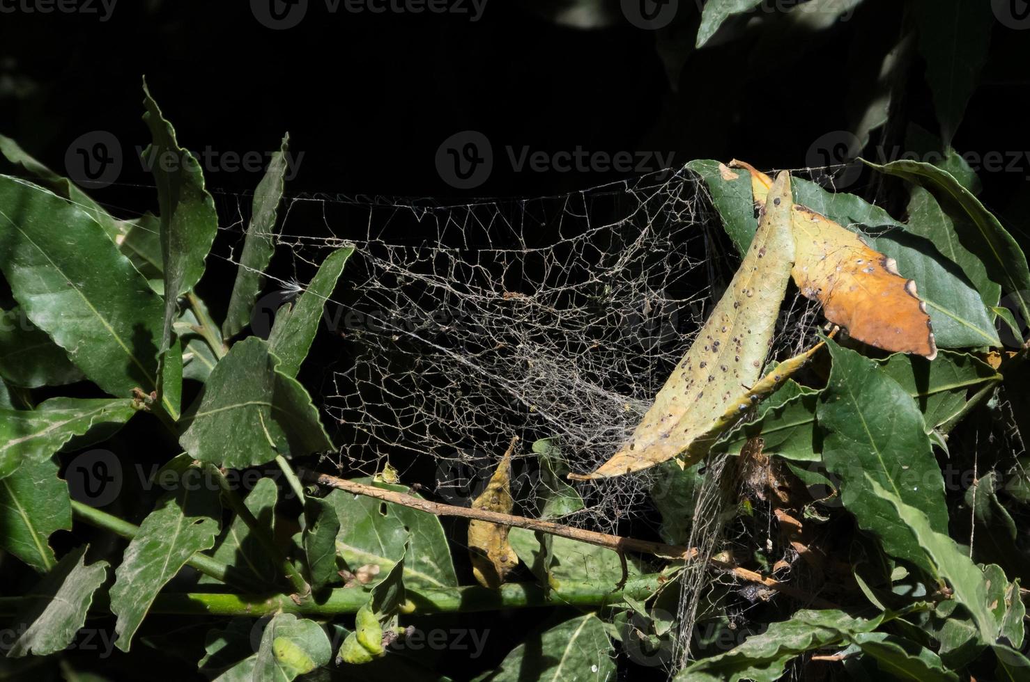 spindelnät mellan lagerbladen foto